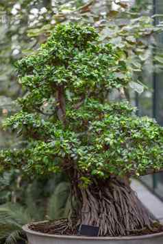热带榕属植物盆景树日益增长的异国情调的植物植物爱好