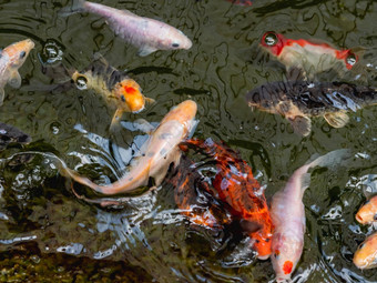 黑龙江鲤鱼鲤属rubrofuscus被称为锦 鲤nishikigoi色彩斑斓的装饰鱼水
