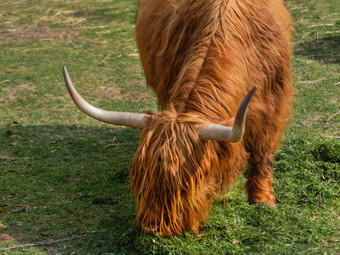 高地苏格兰品种乡村牛毛茸茸的牛吃新鲜的草围场