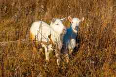 山羊吃枯萎的草牲畜牧场白色山羊牛村农场牛村农场