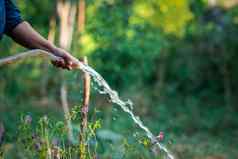 女人园丁浇水植物树花园