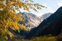 树分支黄色的树叶背景雪山秋天概念自然背景