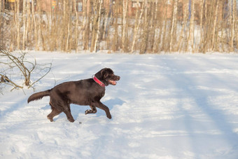 巧克力实验室说谎雪肖像可爱的有趣的棕色（的）拉布拉多狗<strong>玩</strong>幸福的在户外白色新鲜的雪冷淡的冬天一天<strong>纯</strong>种寻回犬狗冬天户外有趣的