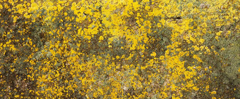 黄色的地底石头黄色的模具灰色的岩石自然背景纹理纹理石头墙覆盖黄色的莫斯