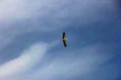 自然白色鹳ciconiaciconia飞行传播翅膀蓝色的天空云