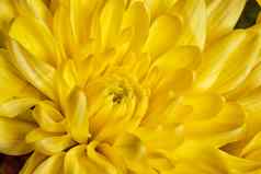 美黄色的菊花花背景黄色的菊花花特写镜头温柔的花自然