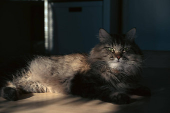 可爱的猫说谎木地板上明亮的生活房间