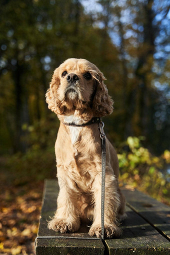 美国猎犬坐在木板凳上狩猎狗森林