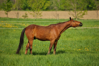 马窒息棕色（的）种马食管阻塞狭窄令人窒息的有伸出来头