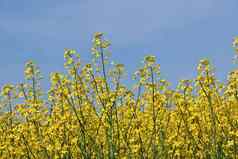 关闭黄色的油菜花农场场阳光明媚的蓝色的天空