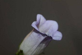 花开花关闭风铃媒介<strong>家庭</strong>桔梗科高质量大大小打印商店墙<strong>海报</strong>首页装饰自然植物