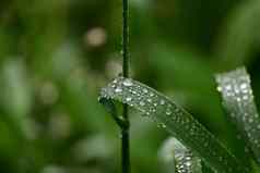 叶片新鲜的绿色春天草雨滴