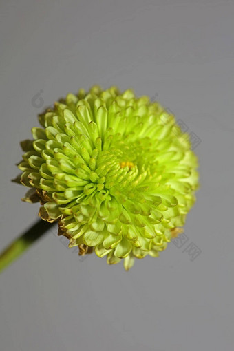 <strong>绿色</strong>花开花关闭<strong>菊花</strong>indicum家庭菊科植物背景高质量大大<strong>小</strong>打印首页装饰