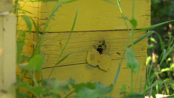 蜂蜜蜜蜂输入蜂巢特殊的洞首页蜜蜂