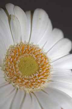 白色花开花关闭植物背景非洲菊jamesonii家庭菊科大大小高质量打印