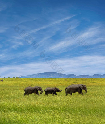 大象走丛林大象家庭走丛林山背景蓝色的天空