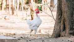 美丽的公鸡吃院子里农场公鸡吃院子里关闭品种公鸡院子里