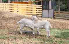 白色山羊玩农场繁殖山羊