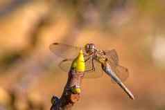 美丽的宏蜻蜓坐着嫩枝蜻蜓昆虫归属感订单蜻蜓目infraorder差翅亚目