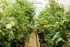 西红柿挂分支温室概念园艺生活国家大温室日益增长的自制的西红柿
