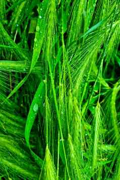绿色耳朵小麦大麦滴雨