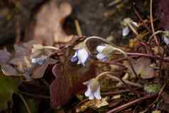 紫色的花海葵Hepatica湿森林