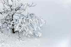 美丽的冬天树分支机构覆盖雪白色自然背景