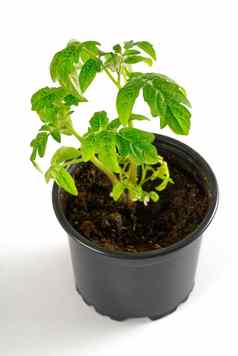 绿色番茄幼苗豆芽黑色的能孤立的白色背景春天概念园艺
