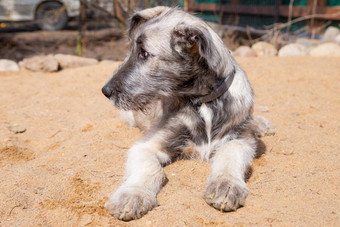 肖像小狗品种爱尔兰猎狼<strong>犬</strong>说谎<strong>沙</strong>子院子里小狗品种爱尔兰猎狼<strong>犬</strong>灰色的颜色