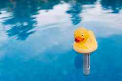 黄色的橡胶鸭玩具水游泳池移动水纹理池背景浮动橡胶鸭文本
