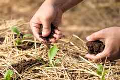 女手种植植物采取护理蔬菜花园农民覆盖年轻的植物干稻草保护快速干燥控制杂草花园