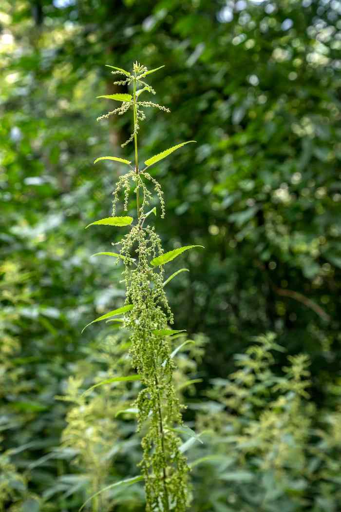 荨麻属被称为常见的荨麻刺荨麻荨麻叶