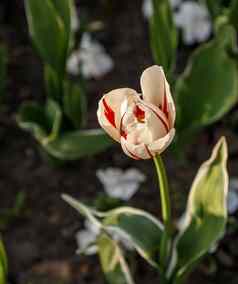 色彩斑斓的单郁金香花布鲁姆春天花园