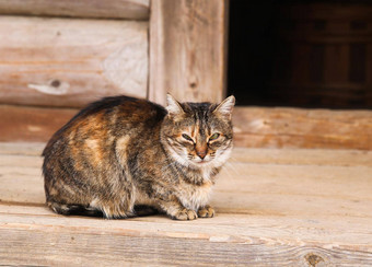 三原色脂肪猫坐在入口农村木房子