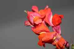红色的花开花关闭植物背景金鱼草属植物麦琪家庭车前草科大大小打印高质量花首页装饰