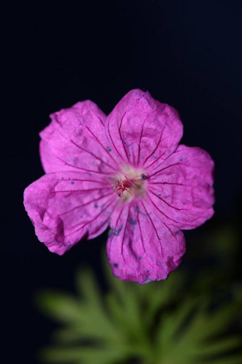 紫色的花开花关闭植物背景天竺葵platypetalum家庭牛儿苗科大大小花打印高质量
