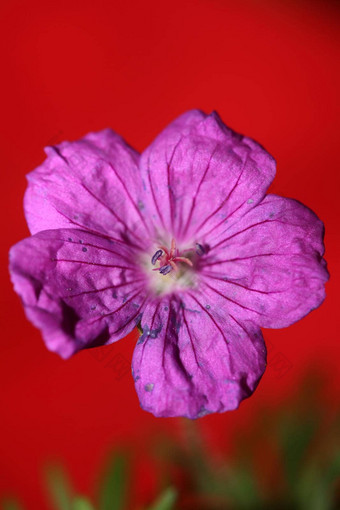 紫色的花开花关闭植物背景天竺葵platypetalum家庭牛儿苗科大大小花打印高质量