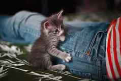 灰色小猫说谎床上腿牛仔裤