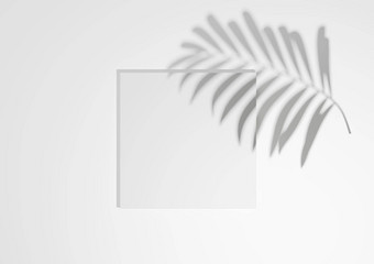 白色光灰色的黑色的白色渲染最小的简单的前视图平躺产品显示背景讲台上站棕榈叶影子自然产品