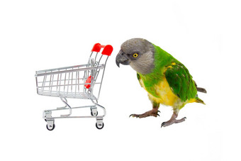 蒲公英塞内加尔塞内加尔鹦鹉玩超市购物车前面白色背景