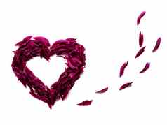 心红色的黑暗粉红色的花瓣牡丹情人节一天