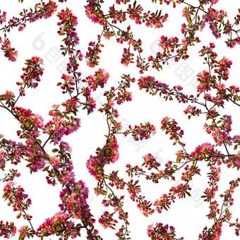 苹果开花分支花樱桃传统的华丽的春天花樱花模式无缝的白色花味蕾树麻布拼贴画艺术插图