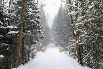 空<strong>森林</strong>路<strong>暴雪</strong>