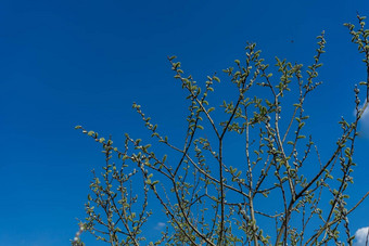 年轻的柳树芽蓝色的天空开花柳树