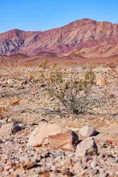沙漠灌木包围沙子岩石山
