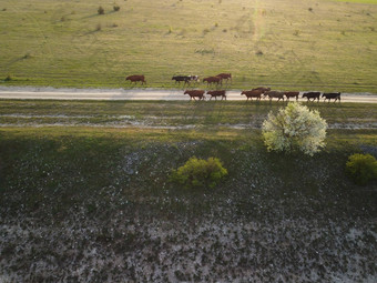 空中飞行小群牛牛走统一农场路山黑色的棕色（的）发现了牛前视图农村春日落田园农村景观