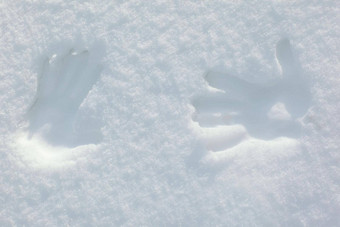 棕榈打印<strong>雪照片</strong>复制空间