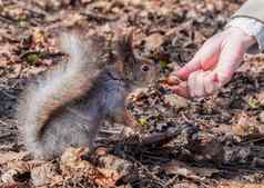 松鼠秋天森林公园松鼠秋天树叶需要坚果女人的手