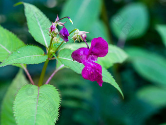 粉红色的开花<strong>凤仙花</strong>属植物腺体花照片