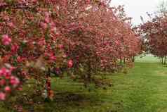 小巷粉红色的苹果树公园